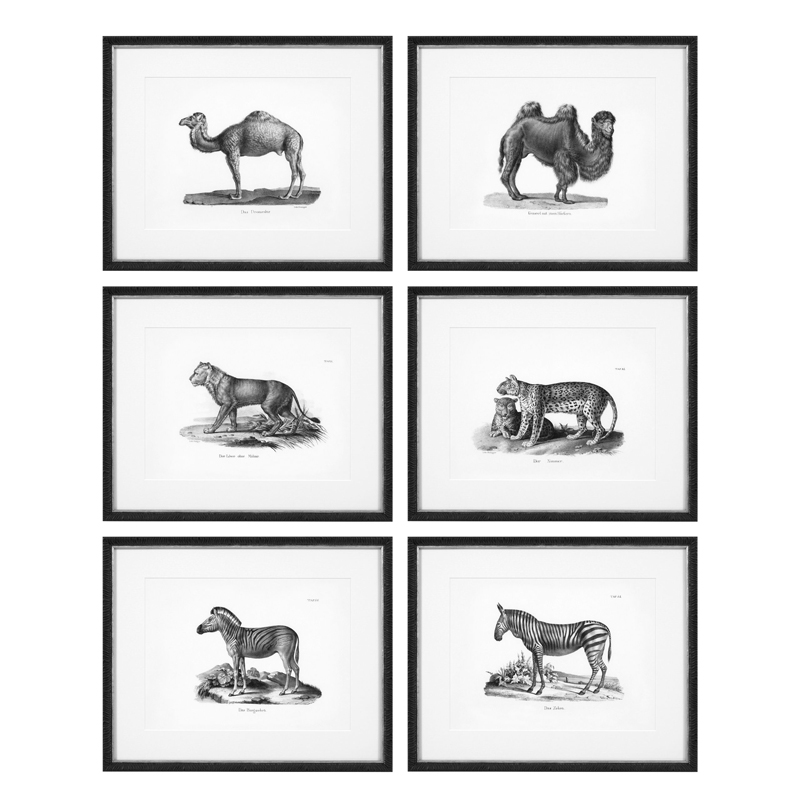 Комплект постеров Eichholtz Prints Historical Animals set of 6 Черный Черно-белый в Уфе | Loft Concept 