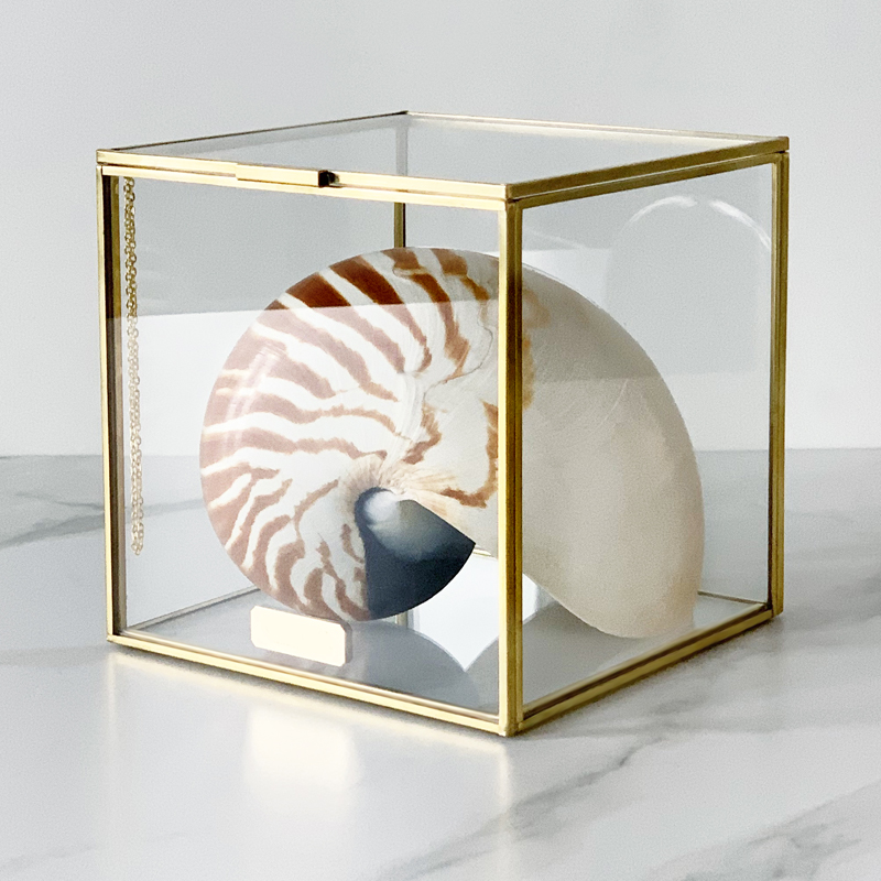 Статуэтка Nautilus Pompilius Glass Box M  в Уфе | Loft Concept 