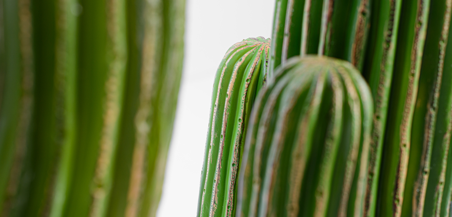 Статуэтка Kaktus Carnegie большая - фото