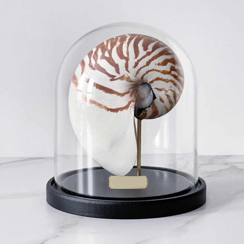 Статуэтка Nautilus Pompilius Glass Cloche  в Уфе | Loft Concept 