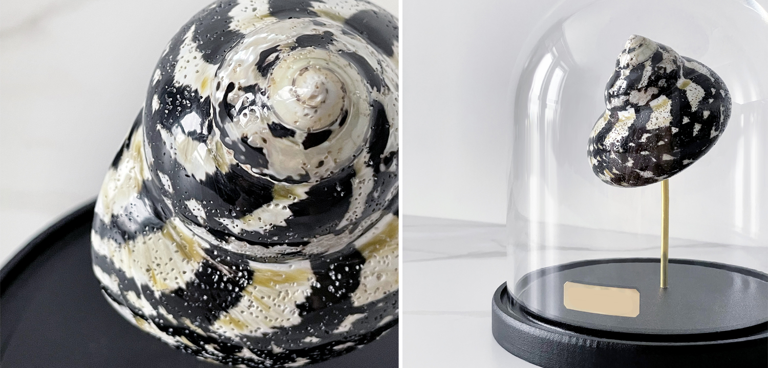 Статуэтка Turbo Cittarium Pica Glass Cloche - фото