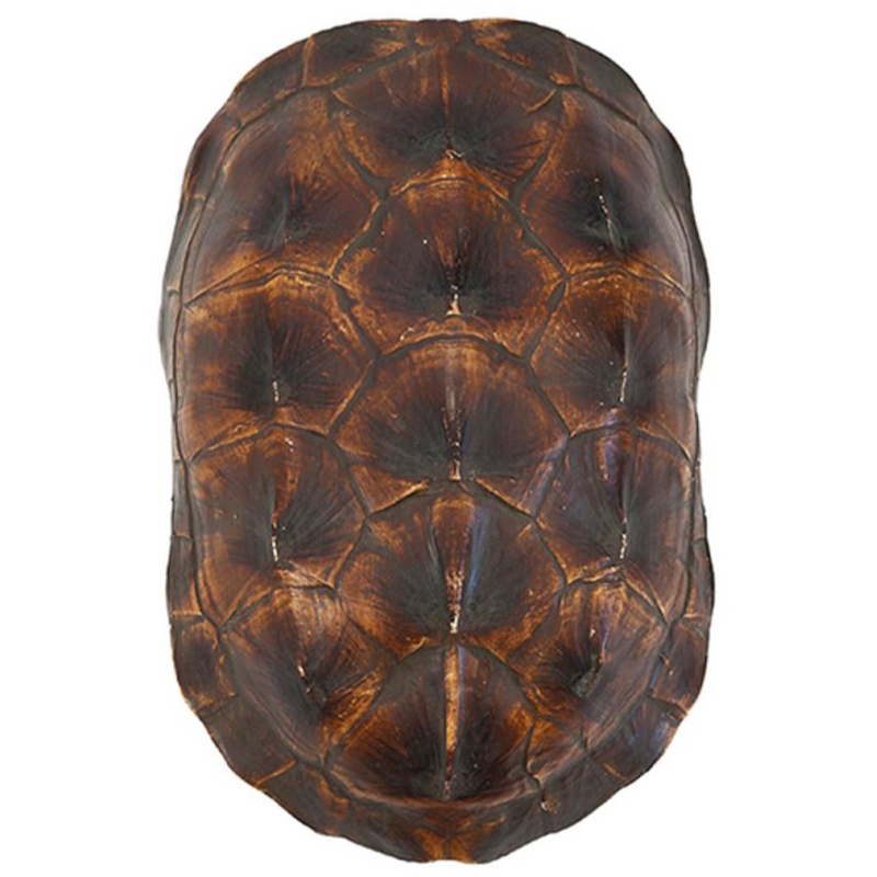 Аксессуар Turtle Shell Natural Brown Коричневый в Уфе | Loft Concept 