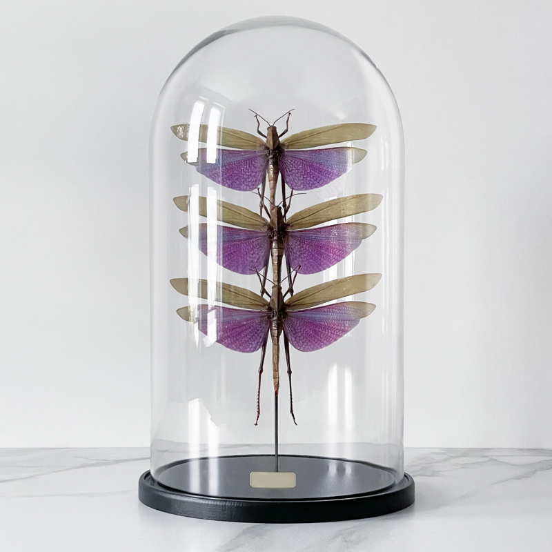 Статуэтка 3 Grasshoppers Titanacris Albipes Glass Cloche  в Уфе | Loft Concept 