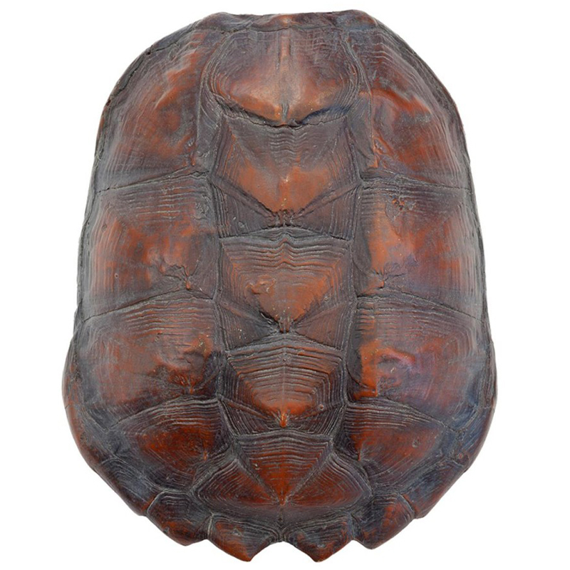 Аксессуар Turtle Shell Big Natural Коричневый в Уфе | Loft Concept 