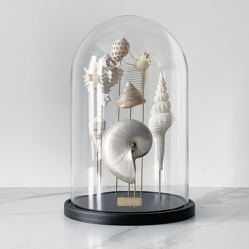 Статуэтка Shell Collection Glass Cloche 1  в Уфе | Loft Concept 