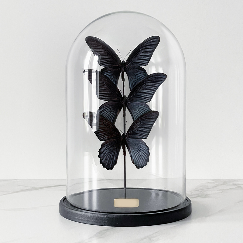 Статуэтка 3 Butterflies Papilio Memnon Glass Cloche  в Уфе | Loft Concept 