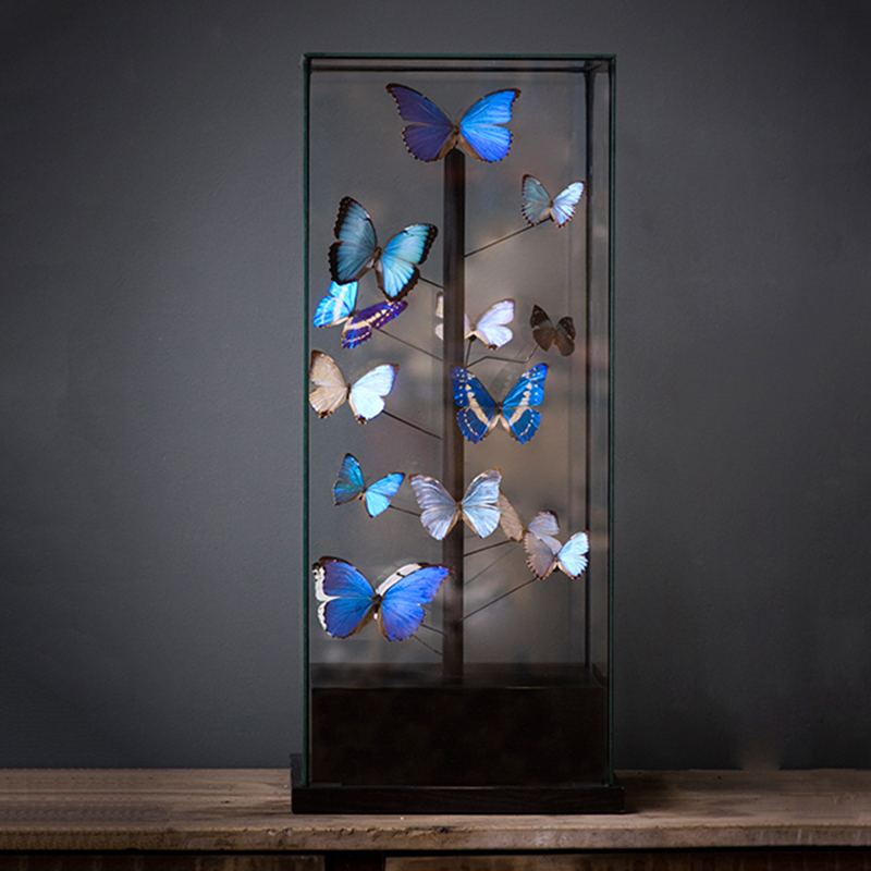 Статуэтка 14 Blue Butterflies Morphos Glass Box  в Уфе | Loft Concept 