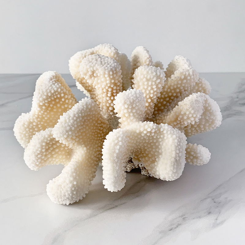 Статуэтка White Cauliflower Coral  в Уфе | Loft Concept 