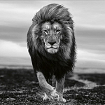 Книга Beusker. Look into my Eyes варинант исполнения - 7 | Loft Concept в Уфе