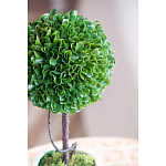 Декоративный искусственное растение Single boxwood варинант исполнения - 7 | Loft Concept в Уфе