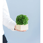 Декоративный искусственное растение Square boxwood варинант исполнения - 7 | Loft Concept в Уфе