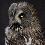 Чучело Совы таксидермия варинант исполнения - 2 | Loft Concept в Уфе