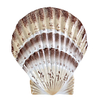 Фигурка из фарфора в виде ракушки морского гребешка Marine Tridacna варинант исполнения - 1 | Loft Concept в Уфе
