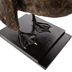 Настоящее чучело черного лебедя Black Swan варинант исполнения - 4 | Loft Concept в Уфе