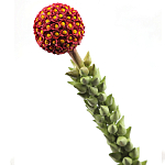 Статуэтка тропический фрукт  Tropical Fruit High Orange варинант исполнения - 2 | Loft Concept в Уфе