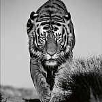 Книга Beusker. Look into my Eyes варинант исполнения - 6 | Loft Concept в Уфе