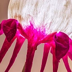 Торшер фуксия «Цветы из снов»  варинант исполнения - 4 | Loft Concept в Уфе