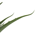 Декоративный искусственное растение Medium Aloe варинант исполнения - 2 | Loft Concept в Уфе