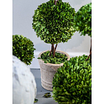 Декоративный искусственное растение Single boxwood варинант исполнения - 3 | Loft Concept в Уфе