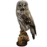 Чучело Совы таксидермия варинант исполнения - 1 | Loft Concept в Уфе