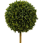 Декоративный искусственное растение Boxwood One варинант исполнения - 2 | Loft Concept в Уфе