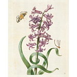 Книга цветов 22 постера Maria Sibylla Merian: 22 Pull-Out Posters варинант исполнения - 2 | Loft Concept в Уфе