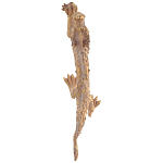 Декоративная статуэтка Китайский дракон Фуцанлун варинант исполнения - 2 | Loft Concept в Уфе