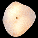 Бра в форме лепестка с рельефной текстурой FLOW варинант исполнения - 1 | Loft Concept в Уфе