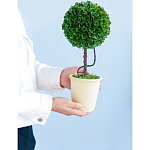 Декоративный искусственное растение Single boxwood варинант исполнения - 8 | Loft Concept в Уфе