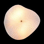 Бра в форме лепестка с рельефной текстурой FLOW варинант исполнения - 3 | Loft Concept в Уфе