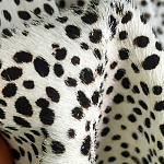 Мебельная ткань Искусственный мех  белый леопард 90 см T5-3 варинант исполнения - 3 | Loft Concept в Уфе