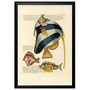 Постер в черной раме Fish Guide