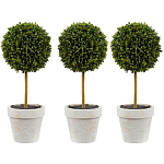 Декоративный искусственное растение Boxwood One варинант исполнения - 1 | Loft Concept в Уфе