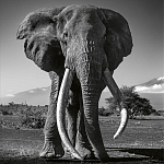 Книга Beusker. Look into my Eyes варинант исполнения - 5 | Loft Concept в Уфе