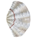 Фигурка из фарфора в виде одной створки ракушки Marine Tridacna варинант исполнения - 1 | Loft Concept в Уфе