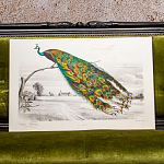 Постер на холсте с изображением павлина на ветке Majestic Peacock on a Tree Poster варинант исполнения - 4 | Loft Concept в Уфе