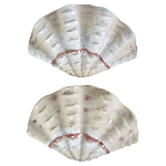 Фигурка из фарфора в виде одной створки ракушки Marine Tridacna варинант исполнения - 2 | Loft Concept в Уфе